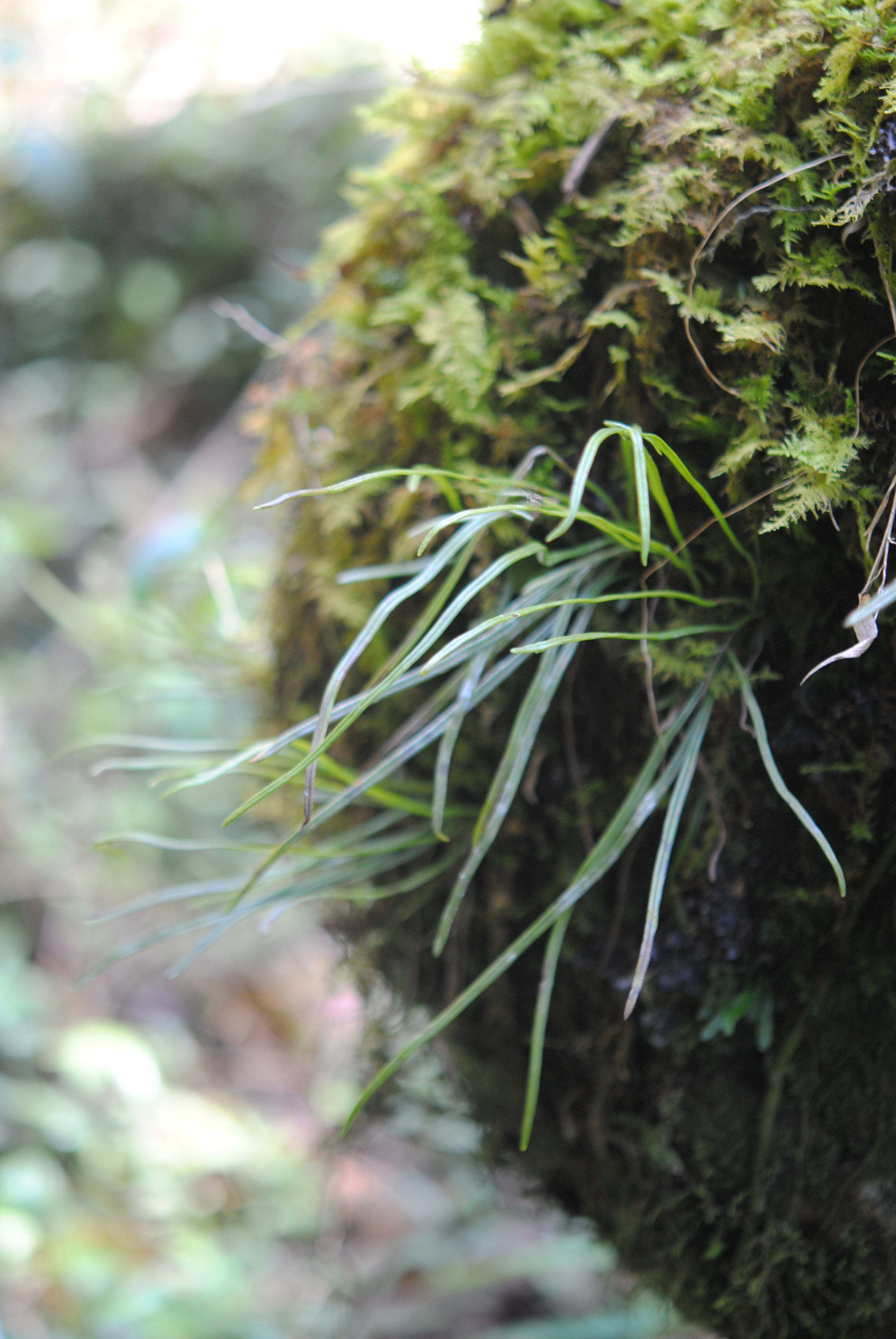 Vittaria graminifolia