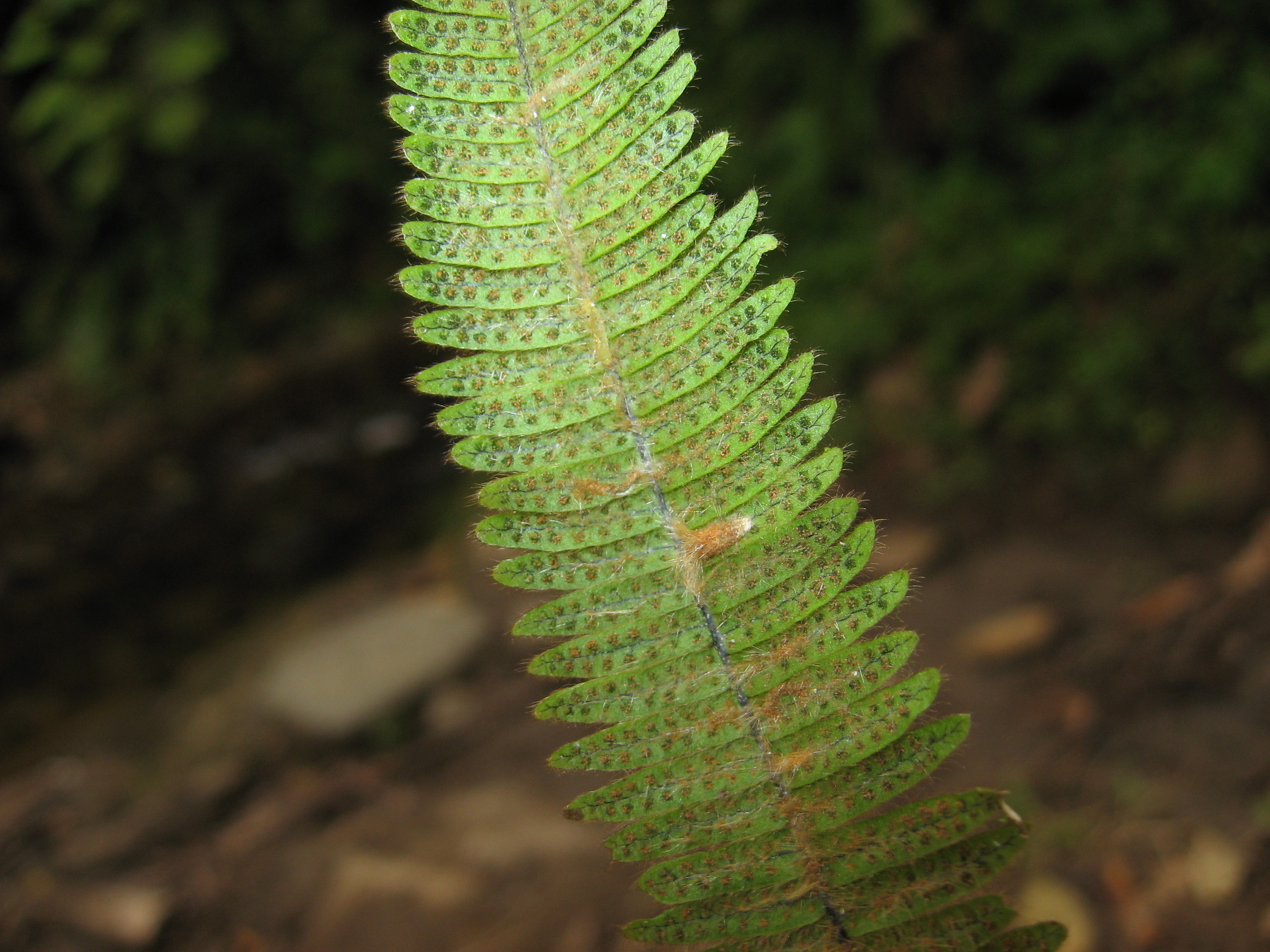 Mycopteris longipilosa