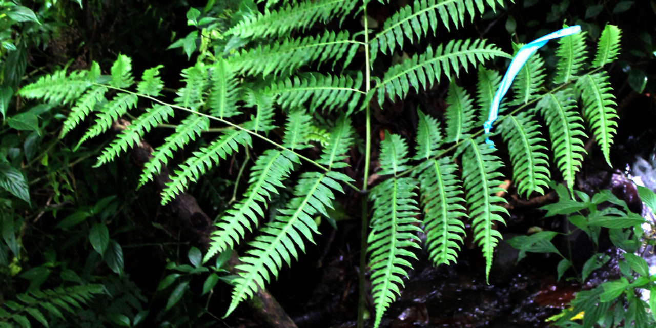 Pteris ×caridadiae