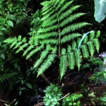 Pteris ×caridadiae