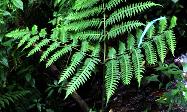 Pteris ×caridadiae