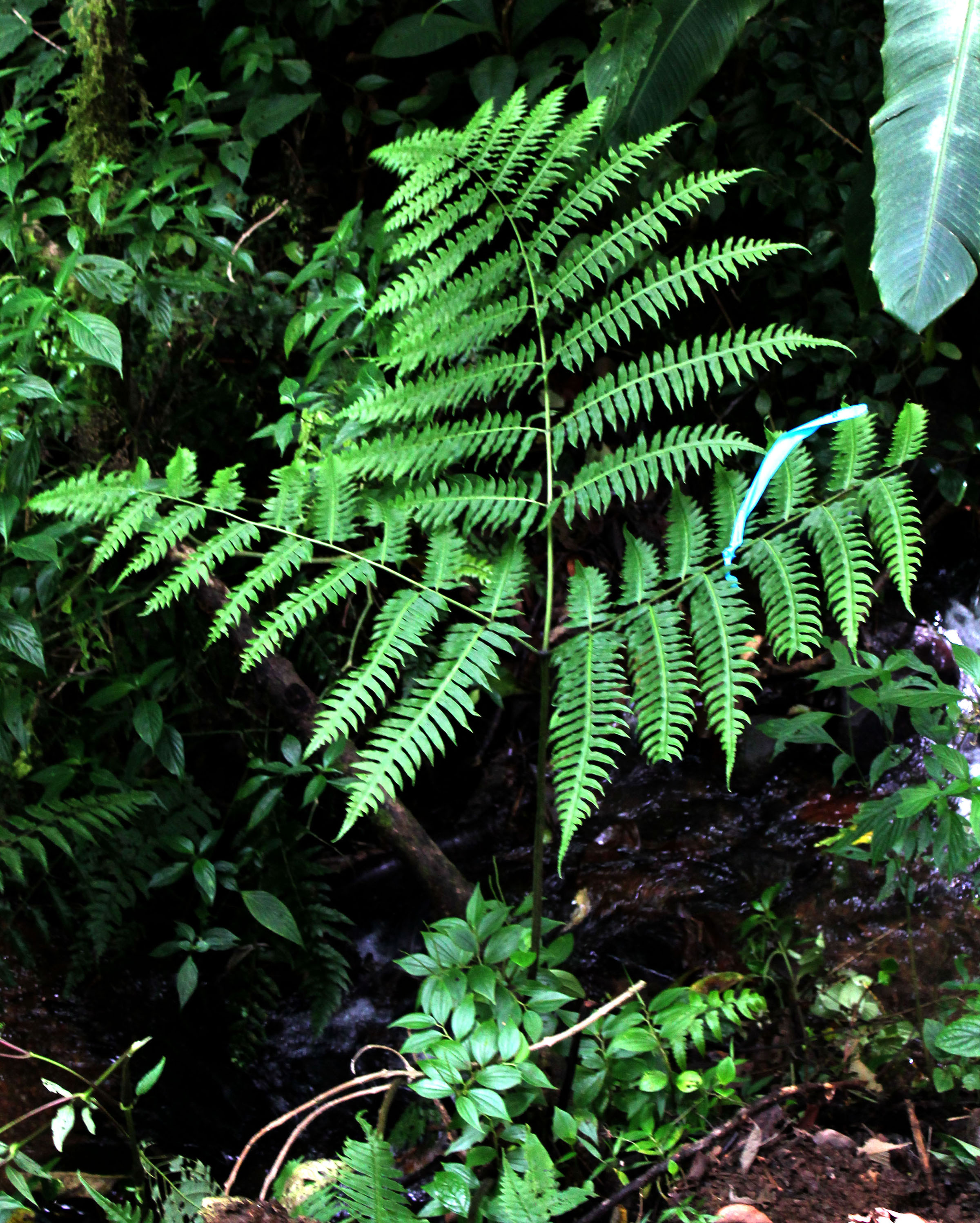 Pteris ×caridadiae