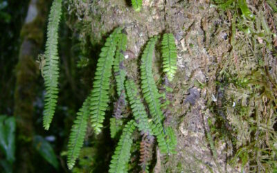 Ascogrammitis pichinchensis