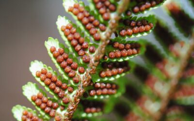 Gymnosphaera salvinii