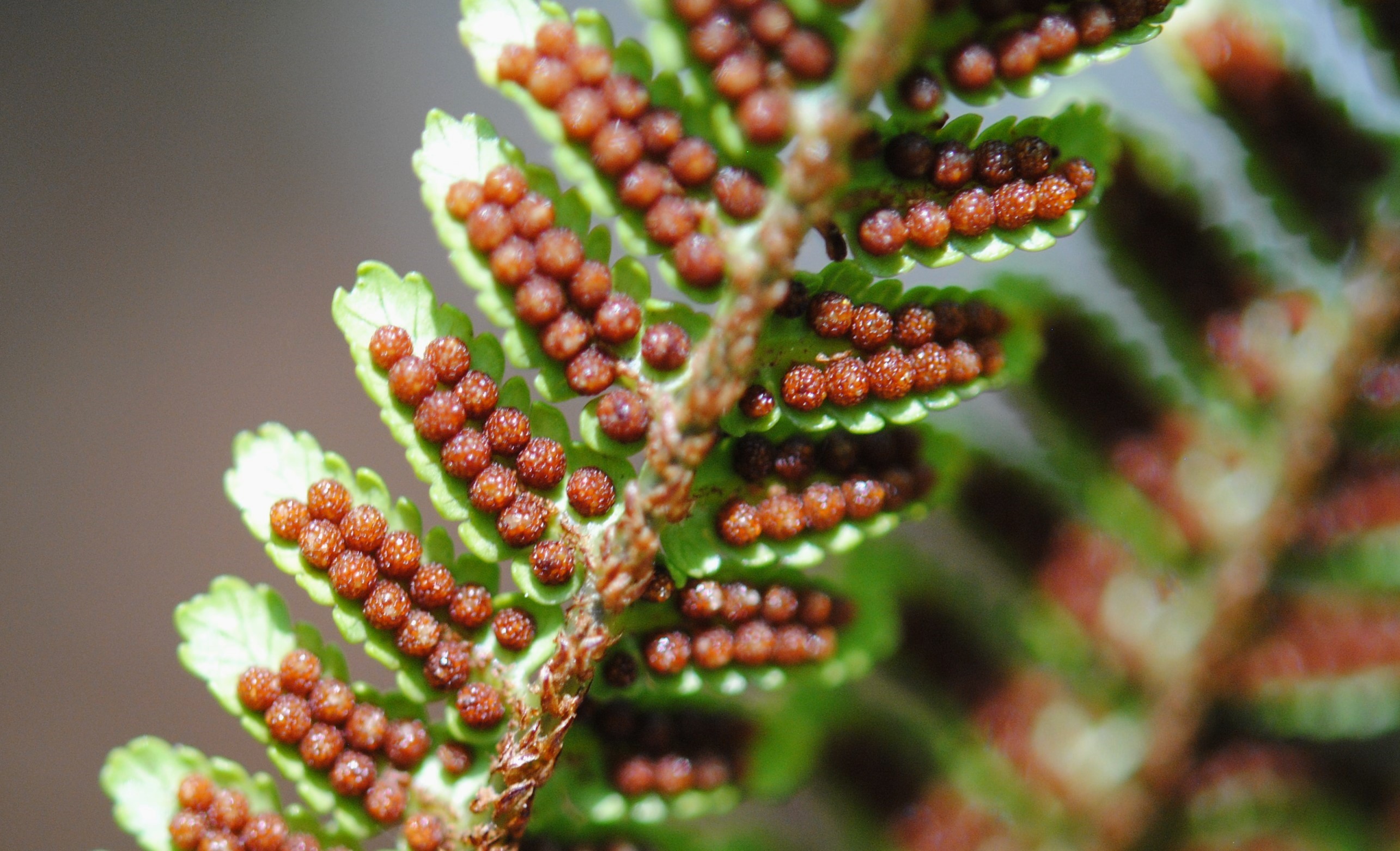 Gymnosphaera salvinii