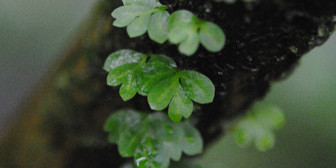 Asplenium holophlebium