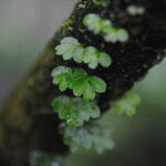 Asplenium holophlebium