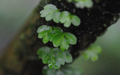 Asplenium holophlebium
