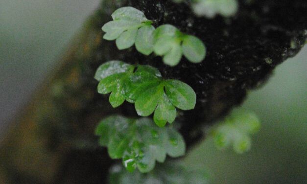 Asplenium holophlebium