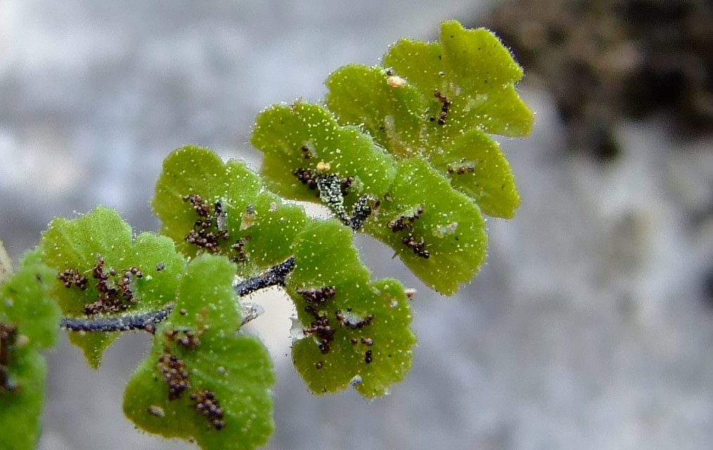 Asplenium petrarchae