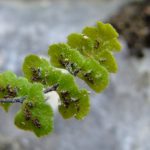 Asplenium petrarchae