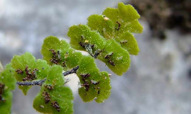 Asplenium petrarchae