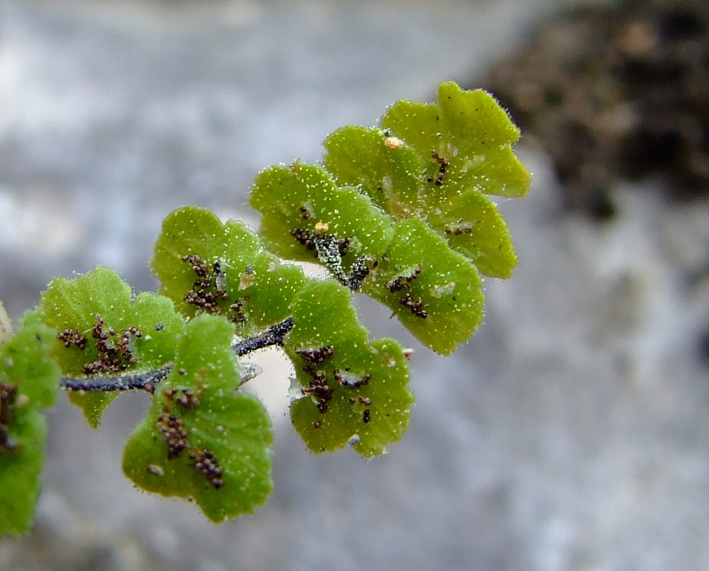 Asplenium petrarchae