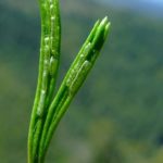 Asplenium septentrionale