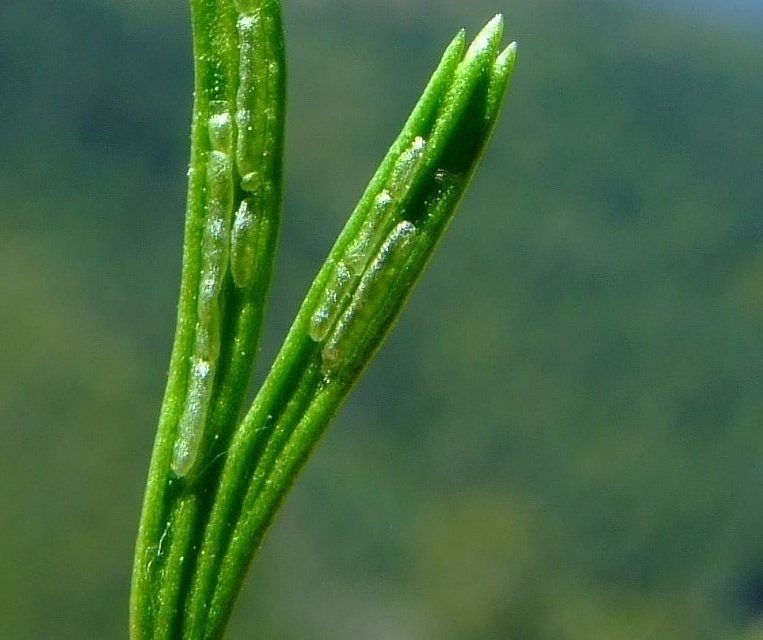 Asplenium septentrionale