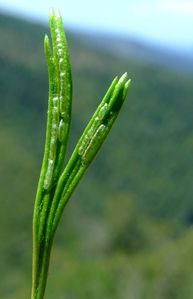 Asplenium septentrionale