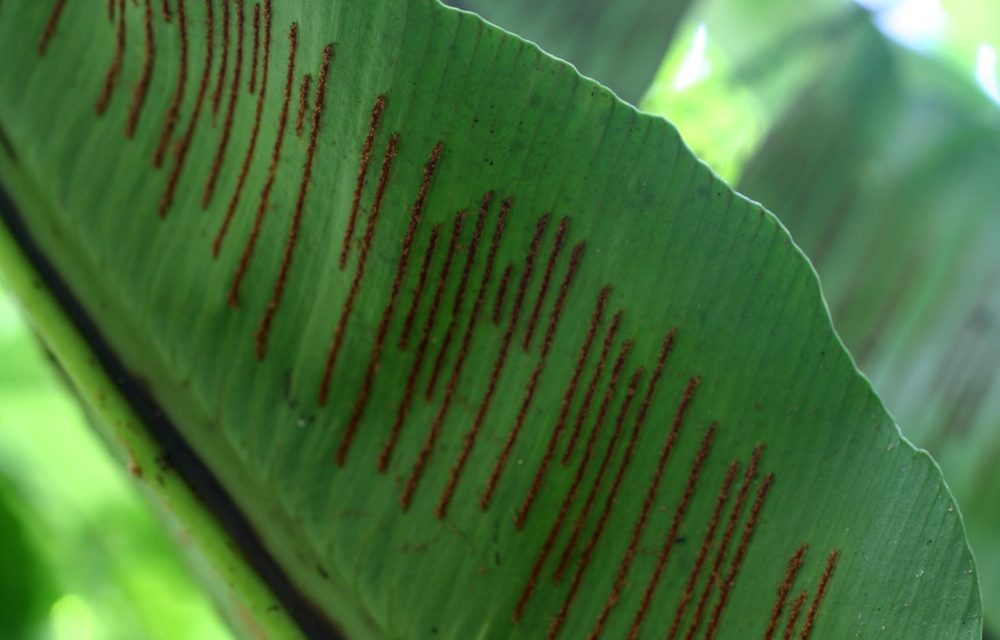 Asplenium serratum