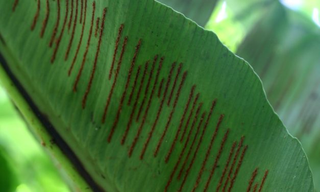 Asplenium serratum