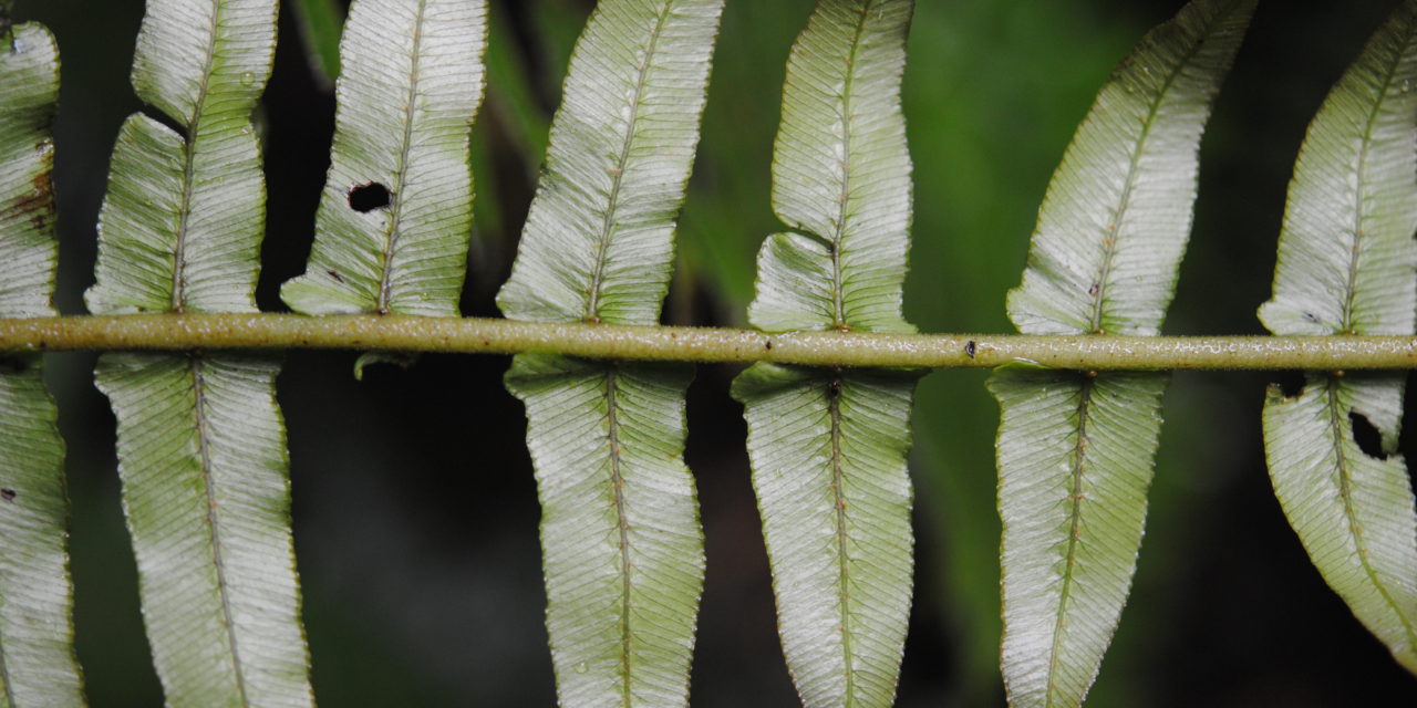 Cranfilia caudata