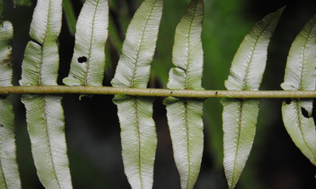 Cranfilia caudata