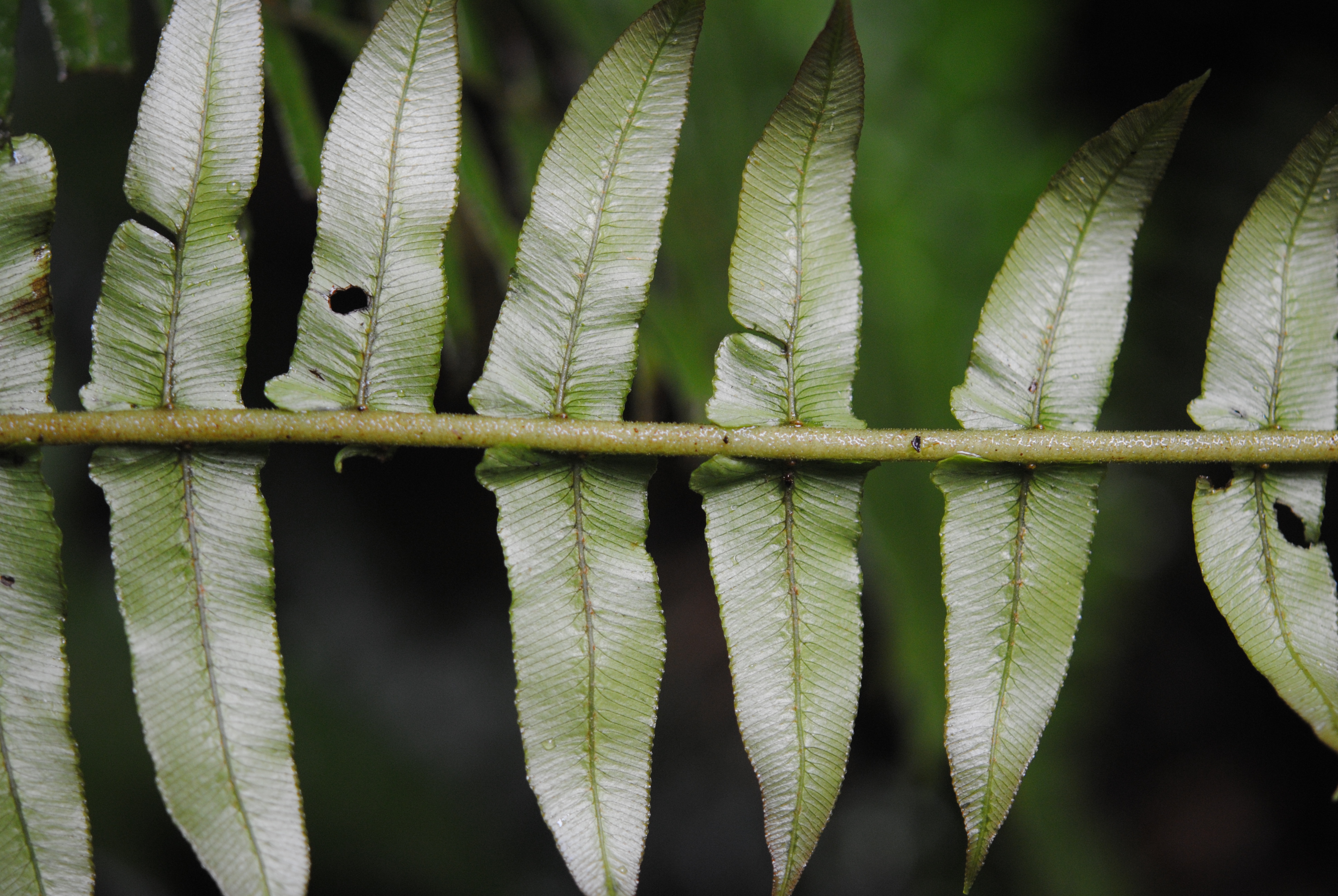 Cranfilia caudata