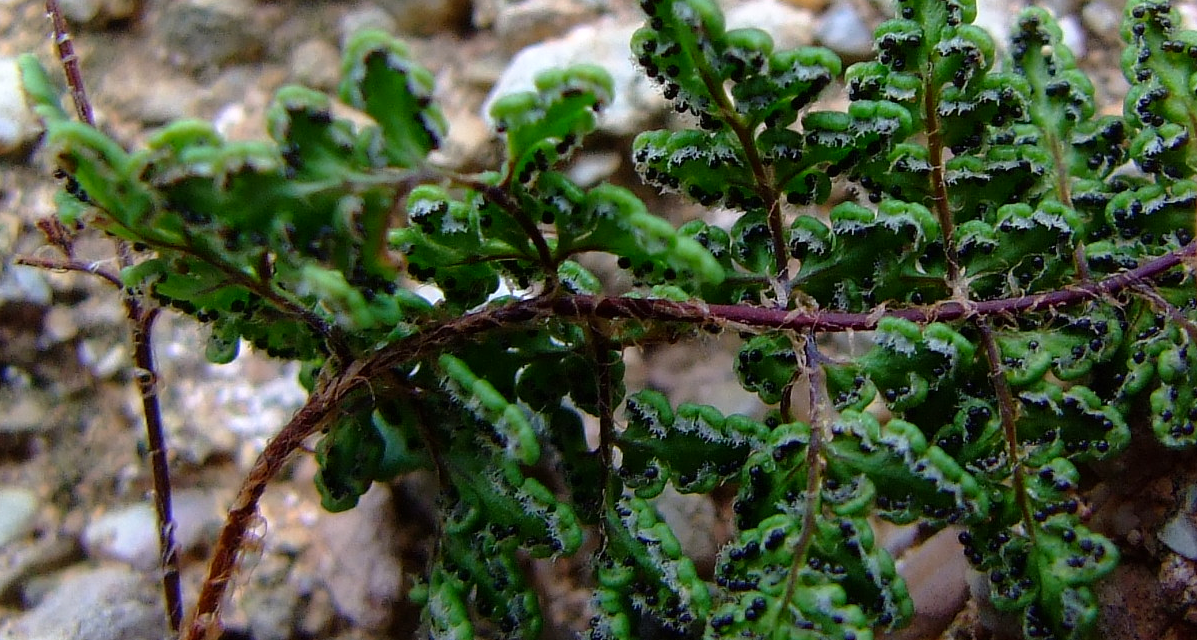 Cheilanthes acrostica