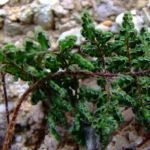 Cheilanthes acrostica