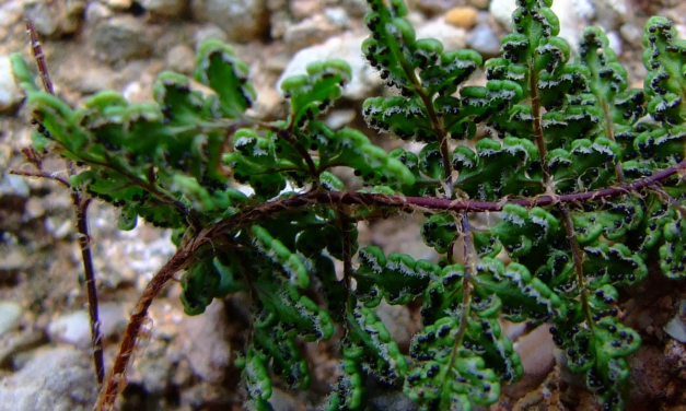 Cheilanthes acrostica