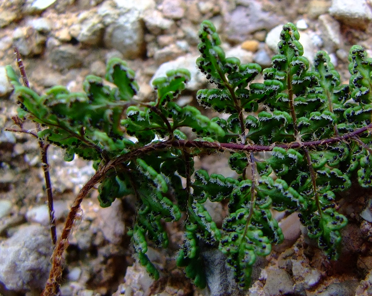 Cheilanthes acrostica