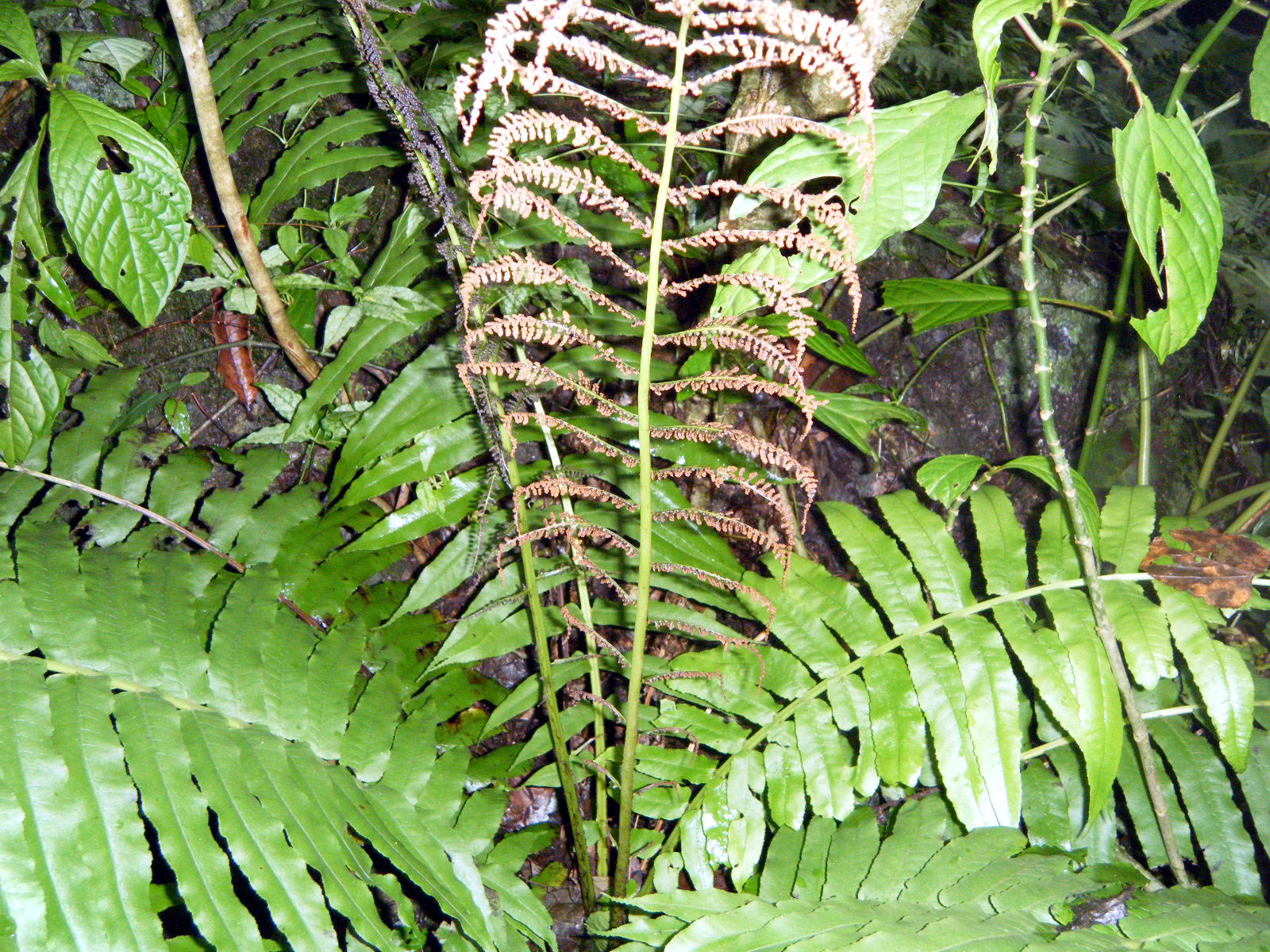 Onocleopsis hintonii | Ferns and Lycophytes of the World