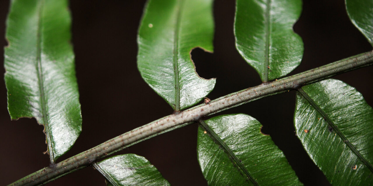 Lomariopsis maxonii