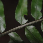 Lomariopsis maxonii