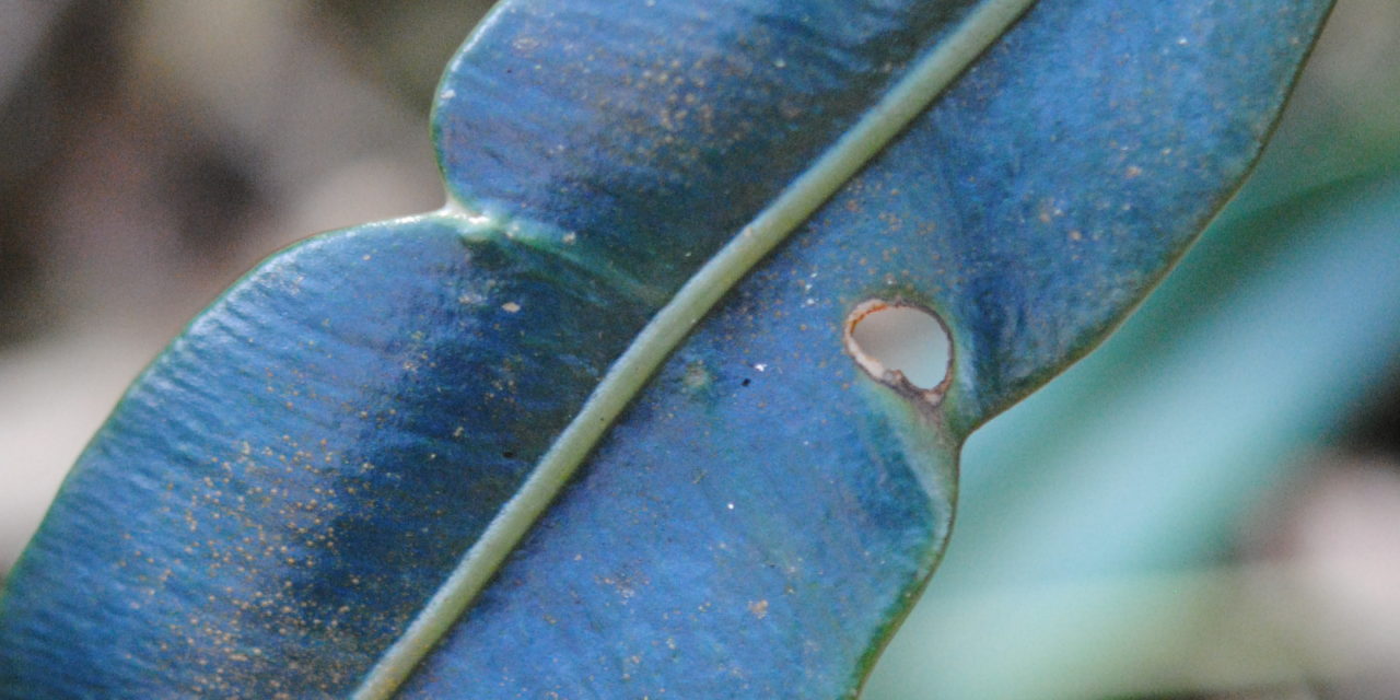 Elaphoglossum hoffmannii
