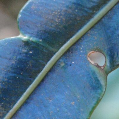 DSC_0128-e1422161383431-1280x640_a (Elaphoglossum hoffmannii)