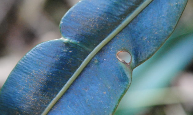 Elaphoglossum hoffmannii