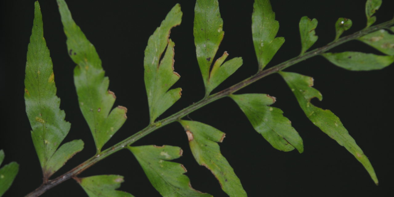 Asplenium cuspidatum