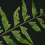 Asplenium cuspidatum