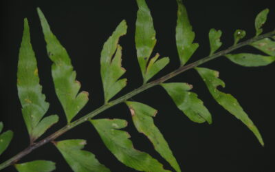Asplenium cuspidatum