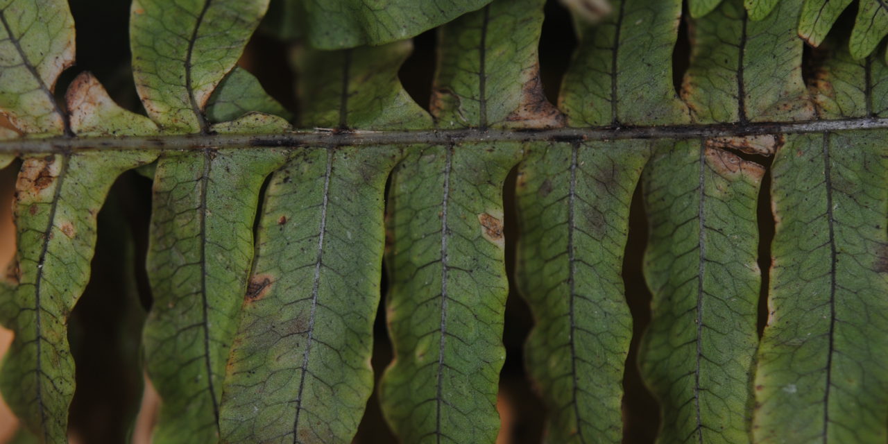 Serpocaulon ptilorhizon