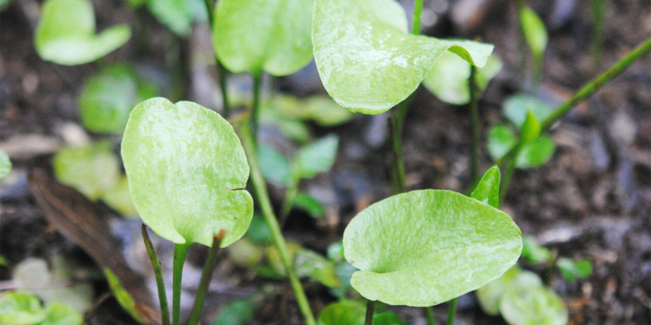 Ophioglossum reticulatum