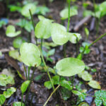 Ophioglossum reticulatum