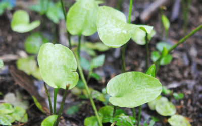 Ophioglossum reticulatum