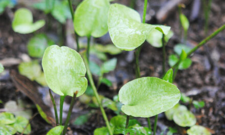 Ophioglossum reticulatum