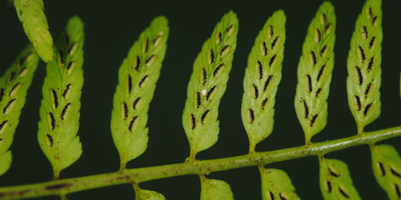 Asplenium macilentum