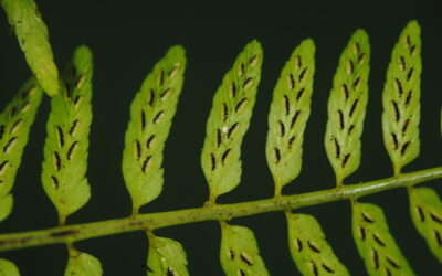 Asplenium macilentum