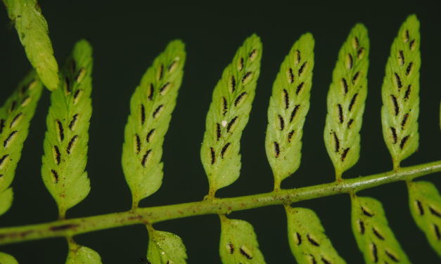 Asplenium macilentum