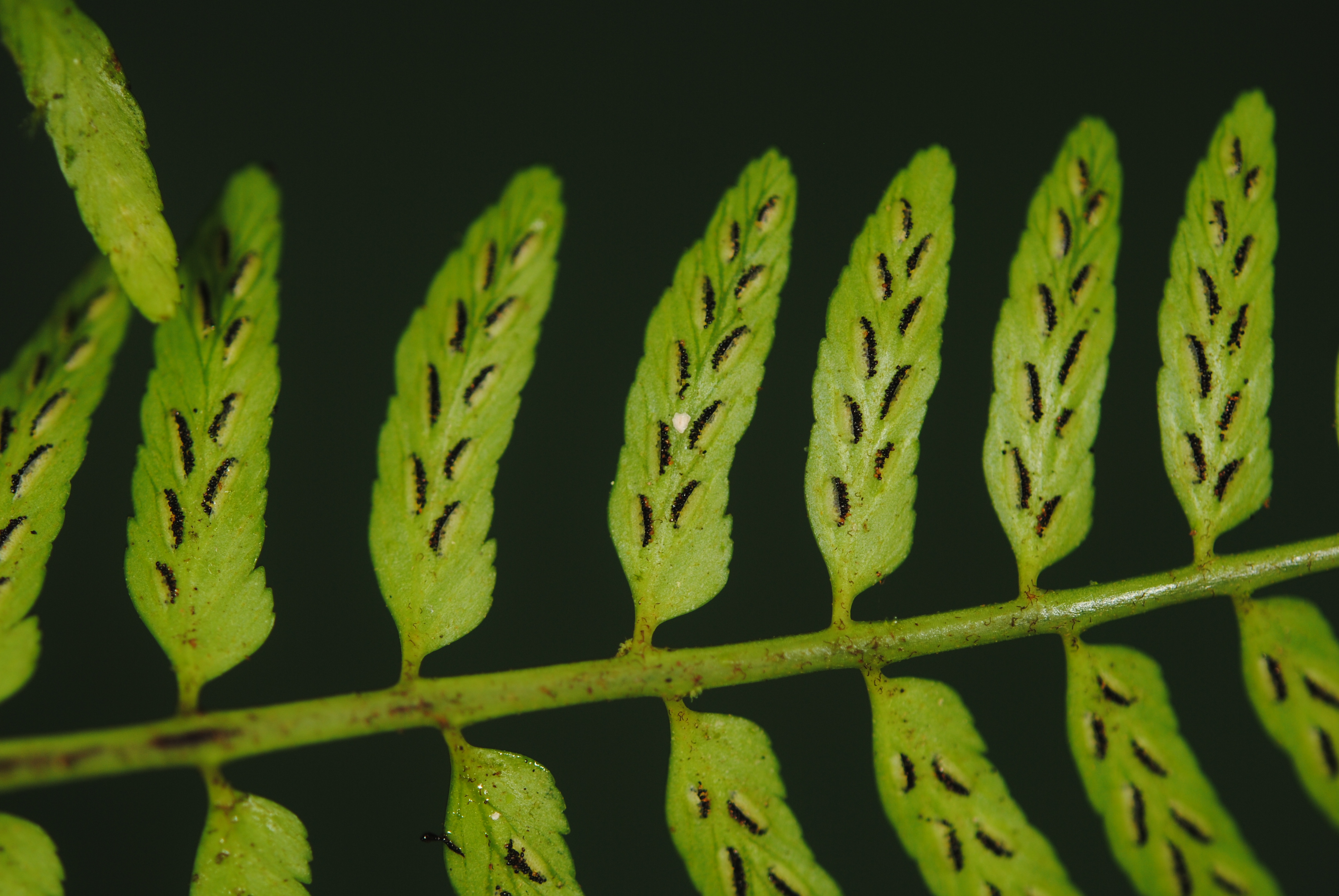 Asplenium macilentum