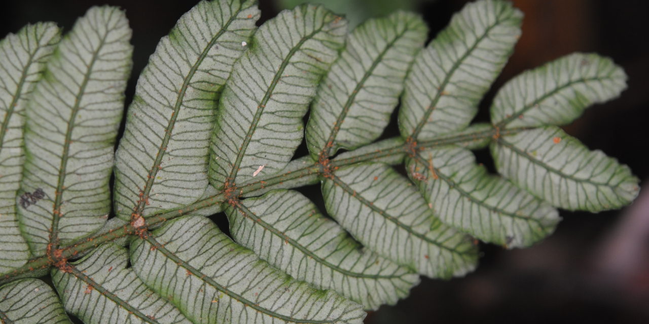 Danaea wendlandii