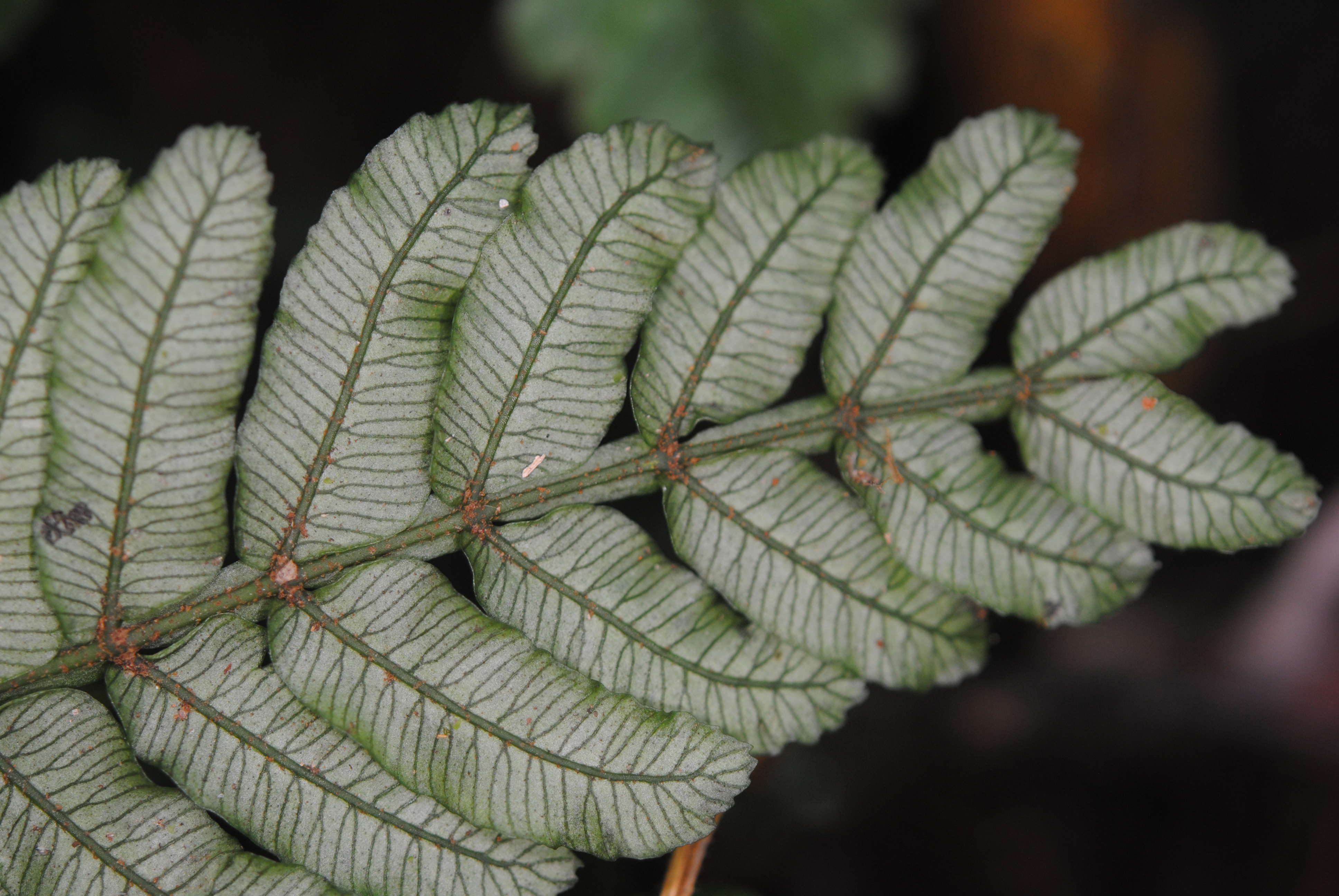 Danaea wendlandii