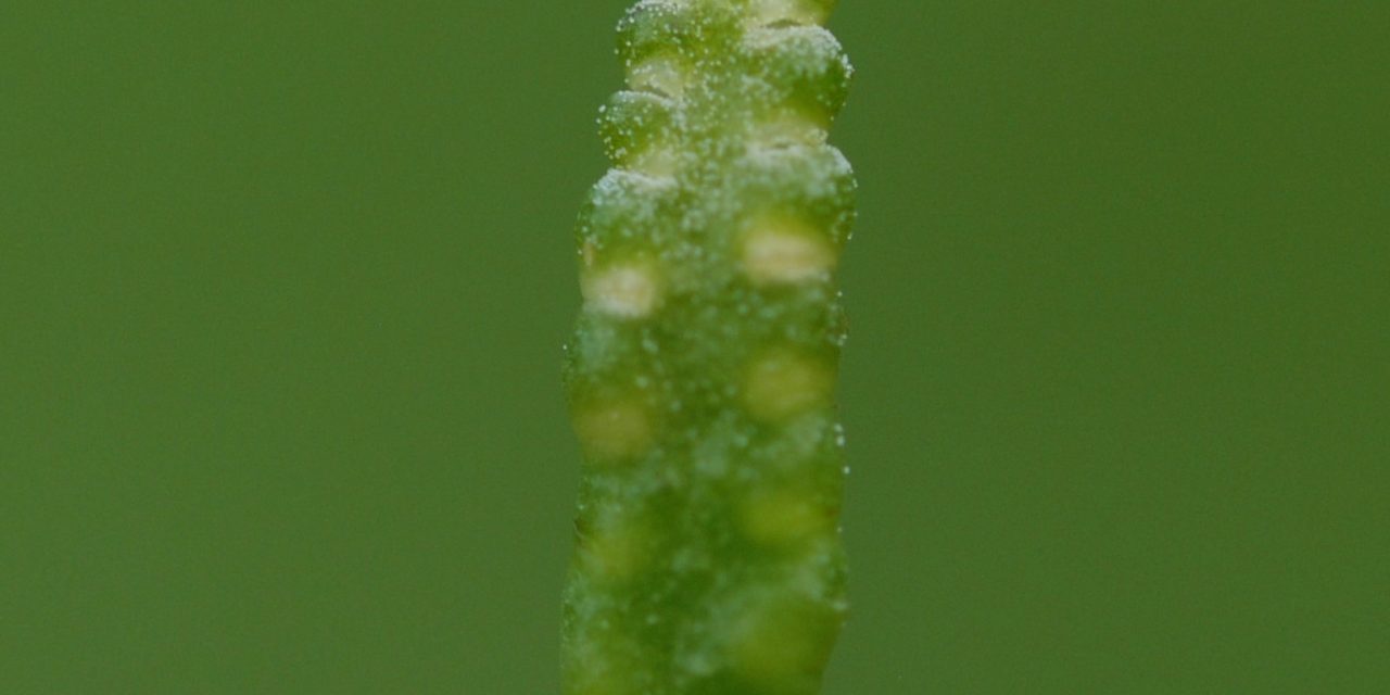Ophioglossum nudicaule